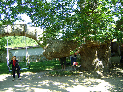 България - Добринище - Църквата „Св. Георги”- Чинарът, живял цели 13 века