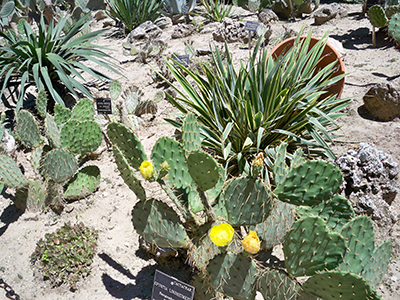 България - Балчик - дворец градина
